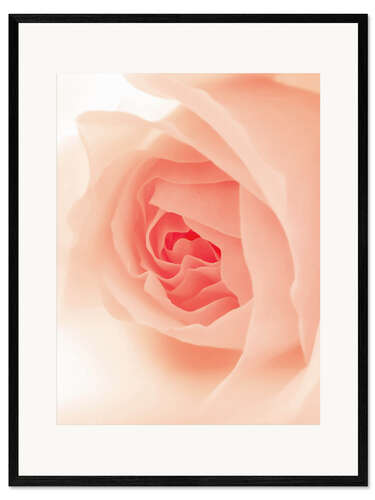 Framed art print Blush Rose