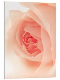 Gallery print Blush Rose