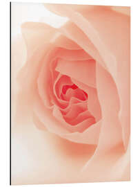 Magnettafel Errötete Rose