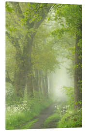 Akryylilasitaulu Lane of trees in springtime on a foggy morning in the Mortelen.