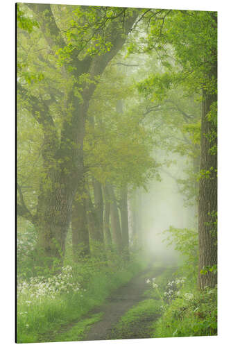 Aluminiumtavla Lane of trees in springtime on a foggy morning in the Mortelen.