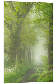 Foam board print Lane of trees in springtime on a foggy morning in the Mortelen.