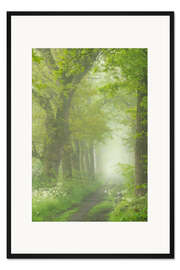 Gerahmter Kunstdruck Baumspur im Frühling an einem nebligen Morgen im Mortelen