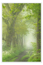 Plakat Lane of trees in springtime on a foggy morning in the Mortelen.