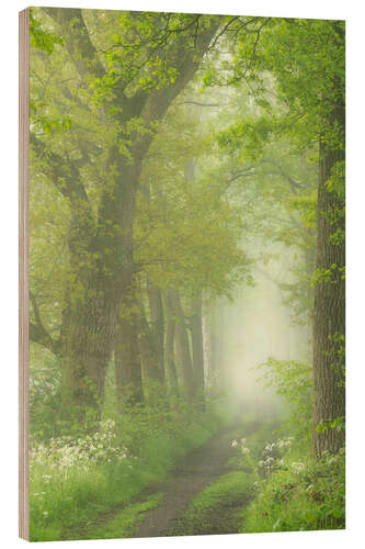 Holzbild Baumspur im Frühling an einem nebligen Morgen im Mortelen