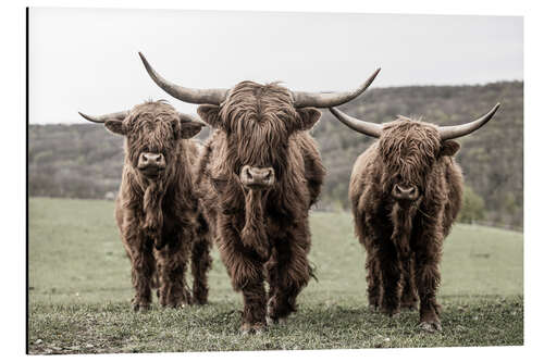 Aluminium print Three highland cattle