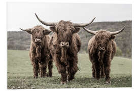 Foam board print Three highland cattle