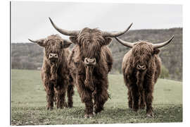 Gallery print Three highland cattle