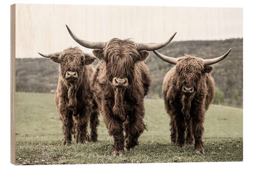 Wood print Three highland cattle