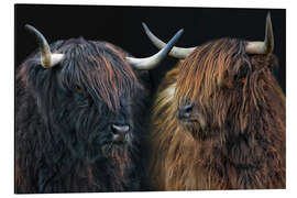 Aluminium print Scottish highland girls