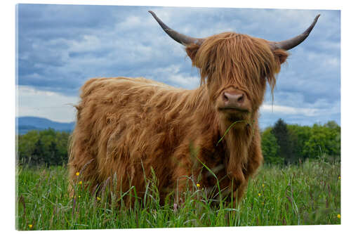 Acrylic print Scottish highland cattle in the Black Forest