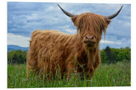 Foam board print Scottish highland cattle in the Black Forest