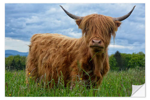 Wall sticker Scottish highland cattle in the Black Forest