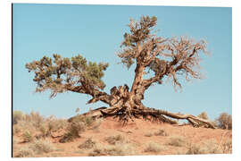 Aluminium print American West - Desert Tree