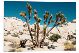 Aluminium print American West - The Joshua Tree