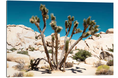 Gallery print American West - The Joshua Tree