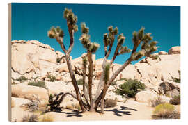 Wood print American West - The Joshua Tree