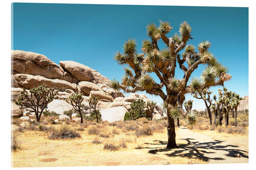 Quadro em acrílico Oeste americano - Parque Nacional Joshua Tree