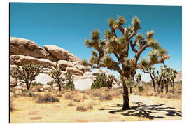 Aluminium print American West - Joshua Tree National Park