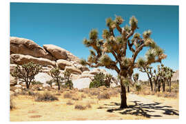 Foam board print American West - Joshua Tree National Park