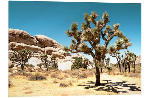 Gallery Print Amerikanischer Westen - Joshua Tree National Park