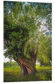 Acrylic print Magic tree