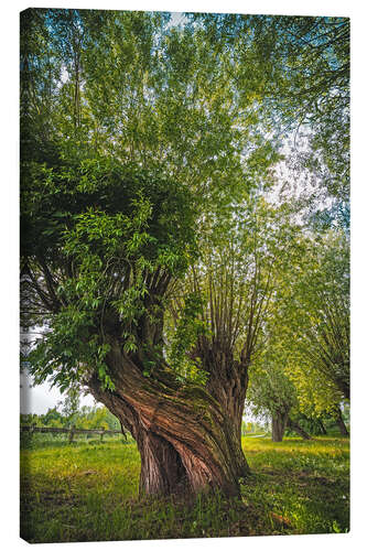 Canvas print Magic tree