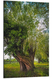 Magnettafel Zauberbaum