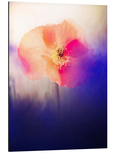 Aluminium print Artistic Poppy