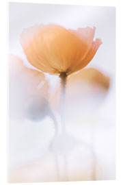 Acrylglasbild Verträumte Mohnblumen - Bob Daalder