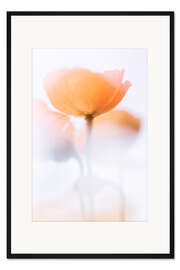 Gerahmter Kunstdruck Verträumte Mohnblumen