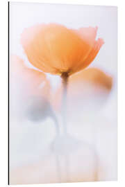 Magnettafel Verträumte Mohnblumen