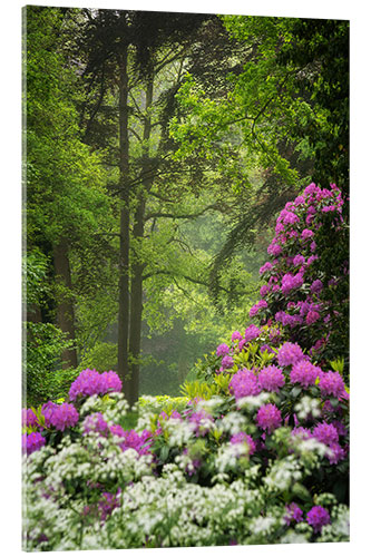 Akryylilasitaulu Rhododendrons in the spring forest