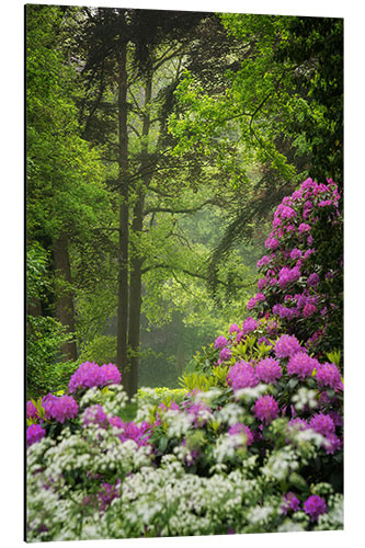 Aluminiumtavla Rhododendrons in the spring forest