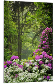 Quadro em alumínio Rhododendrons in the spring forest