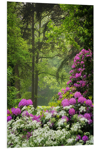 Foam board print Rhododendrons in the spring forest