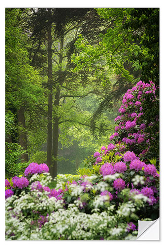 Selvklebende plakat Rhododendrons in the spring forest