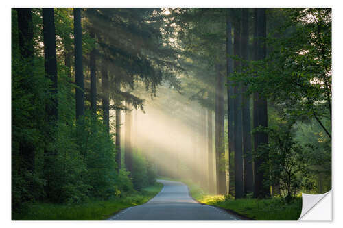 Muursticker The road in the forest
