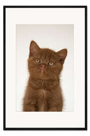 Gerahmter Kunstdruck Britisch Kurzhaar Kätzchen I
