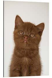 Magnettafel Britisch Kurzhaar Kätzchen I