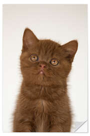 Sisustustarra British shorthair kitten I