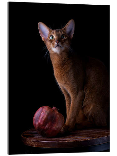 Acrylic print Young Abyssinian Cat I