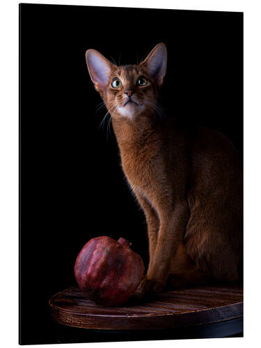 Aluminiumtavla Young Abyssinian Cat I