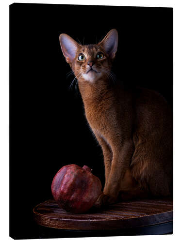 Canvastavla Young Abyssinian Cat I