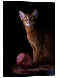 Canvas print Young Abyssinian Cat I