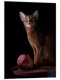 Gallery Print Junge Abessinier Katze I