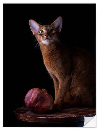 Wall sticker Young Abyssinian Cat I