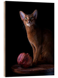 Wood print Young Abyssinian Cat I