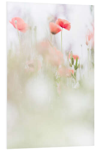 Tableau en PVC Coquelicots reposants