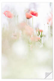 Wall sticker Restful Poppies